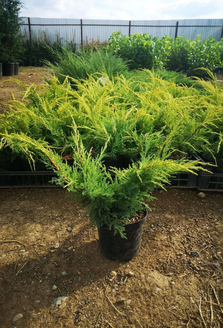 Juniperus pfitzeriana aurea