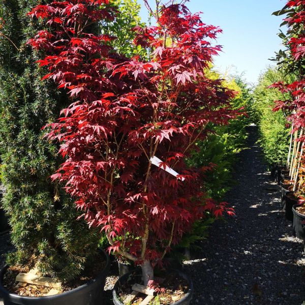 Acer Palmatum (artar japonez) 160 cm