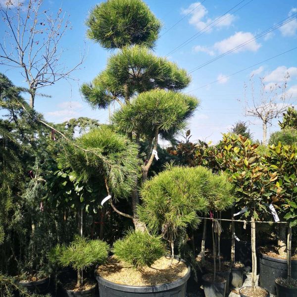 Bonsai din pin (Pinus Nigra)