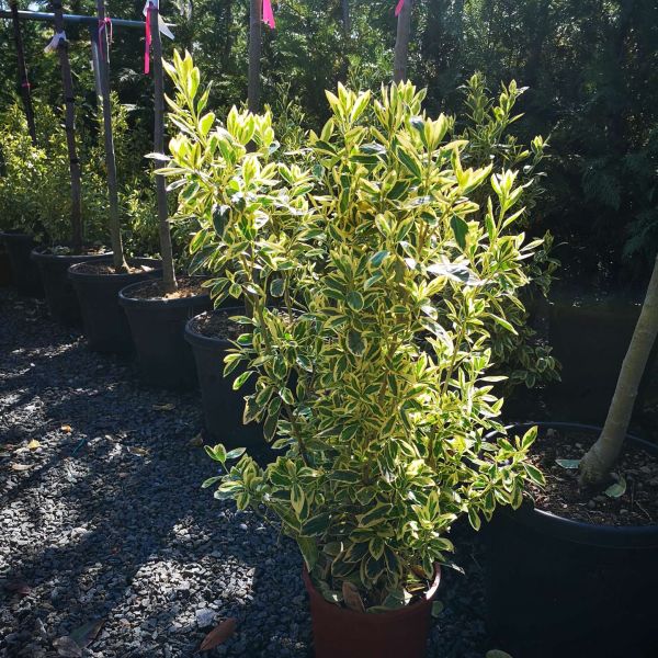 Euonymus japonicus aureus 80 cm