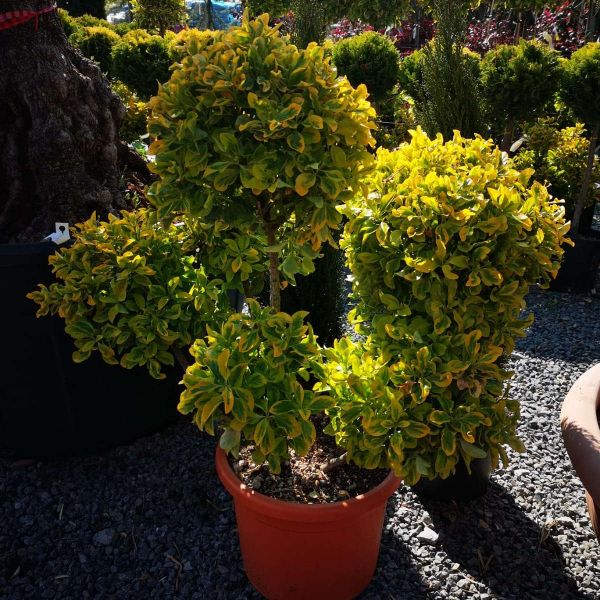 Euonymus japonicus aureus pon pon