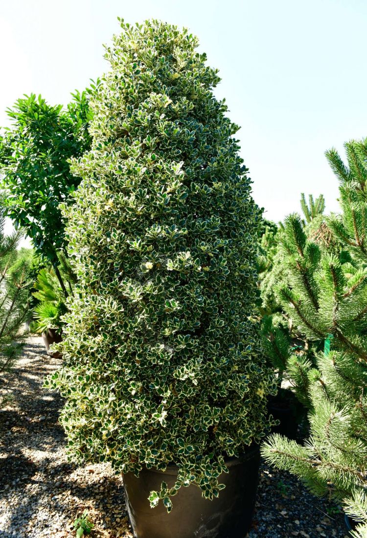Ilex aquifolium argentea marginata con