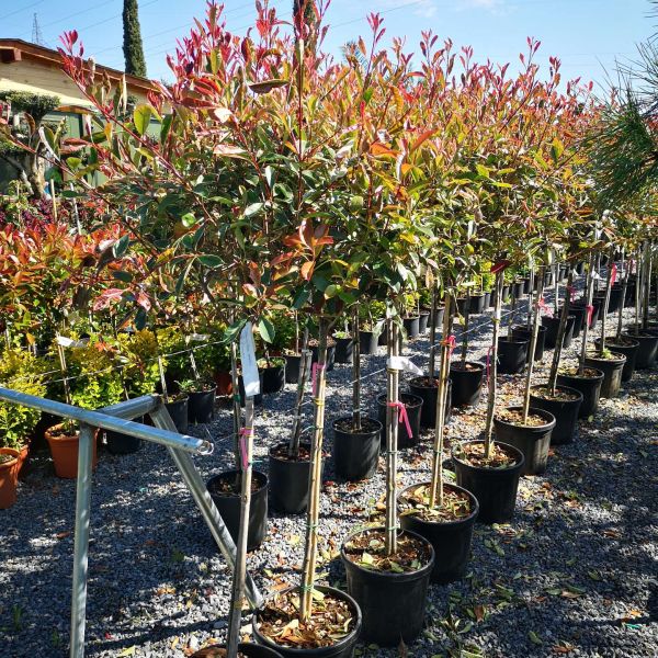 Photinia pink marble 